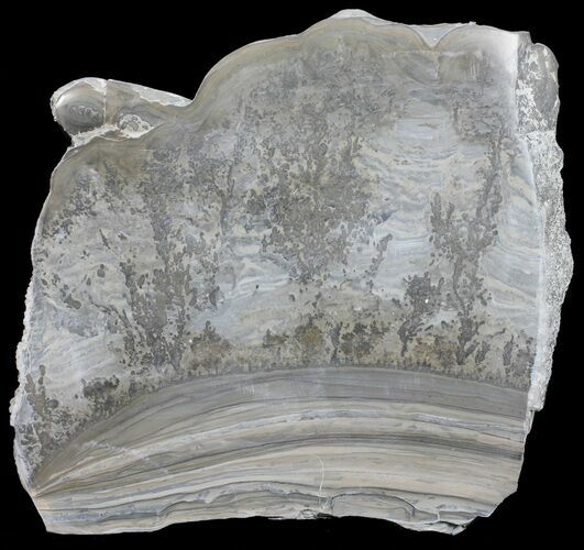 Triassic Aged Stromatolite Fossil - England #56163